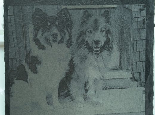 Zwei Hunde stehen vor einem Gebäude, einer schwarz-weiß und der andere braun-weiß.